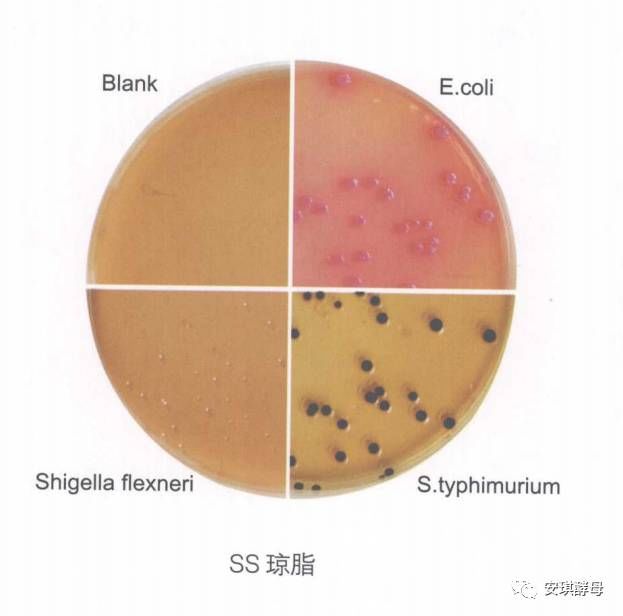 palcam培养基5乳酸菌在mrsa平板上菌落呈乳白色.