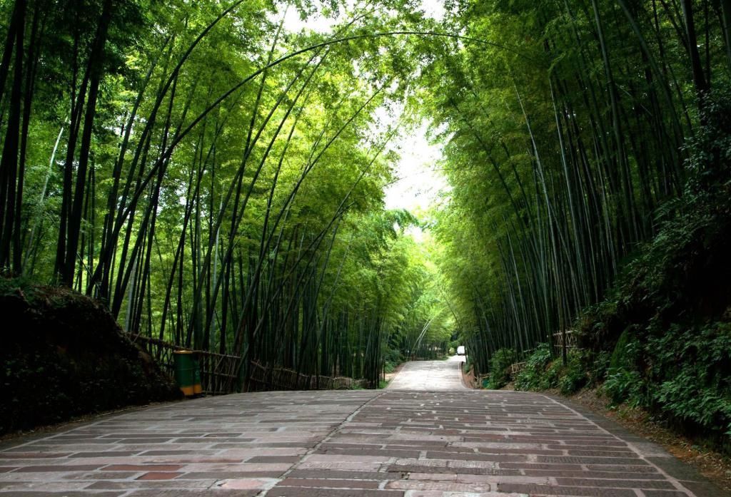 游客感到|中国最美的十大森林之一,是国家级风景名胜区,却是4a景区