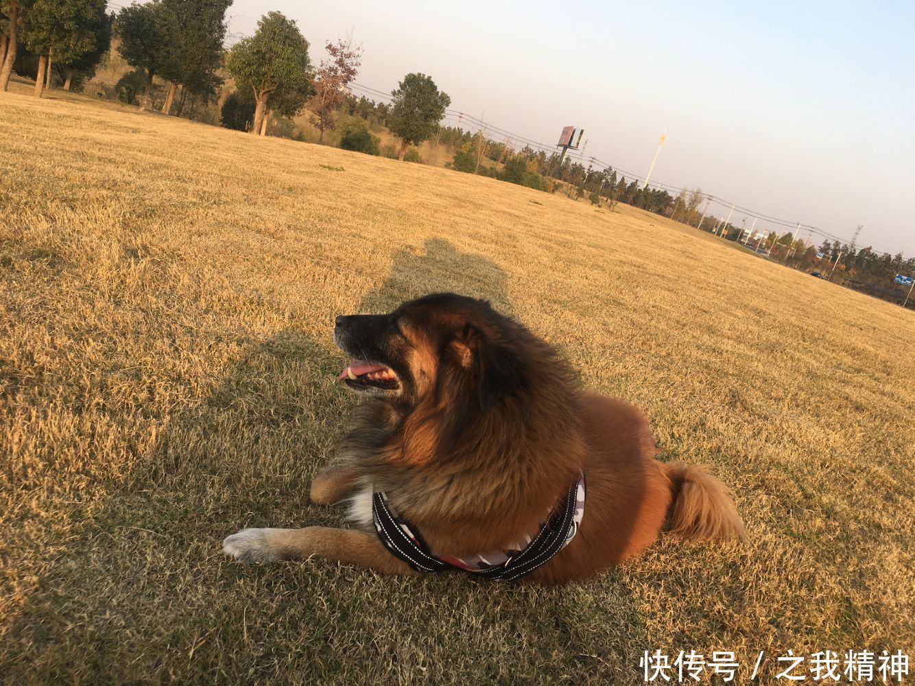 李占春————狼人杀游戏为何成真?