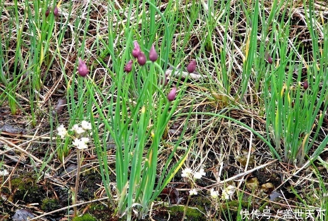 生活 健康 野葱属于葱科葱属植物,又名沙葱,麦葱,山葱.