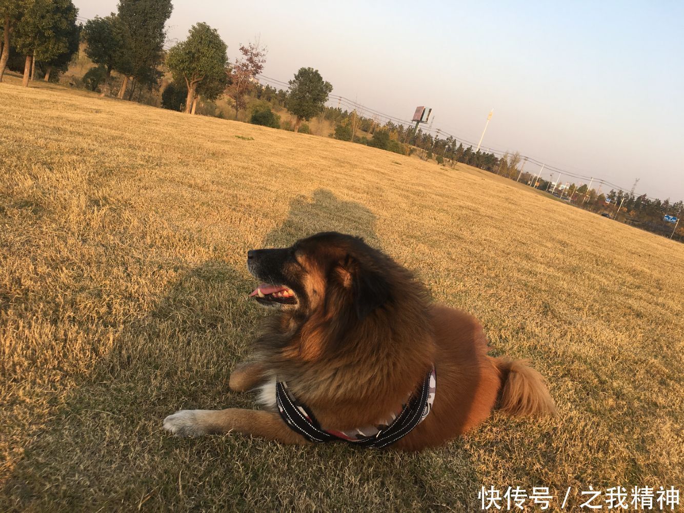 李占春————狼人杀游戏为何成真?