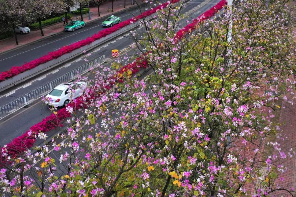 文章插图 花都狮岭的叶海生态园,千亩桃园内许多桃花已冒出绿芽