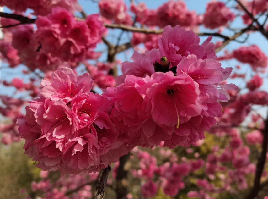 云南昆明进入樱花季 千朵万朵压枝低