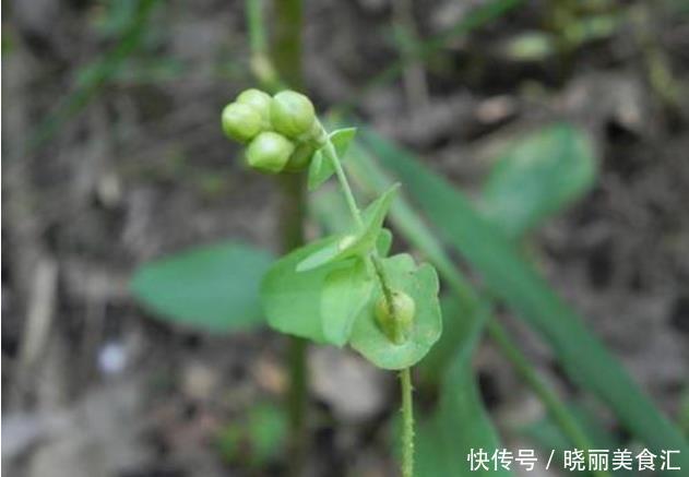 传说中的蛇退草,毒蛇见了也要落荒而逃,那这草长什么样子呢?