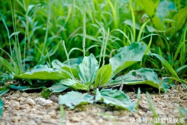 车前草是个宝除了消炎杀菌还有3大功效最为突出早知早受益