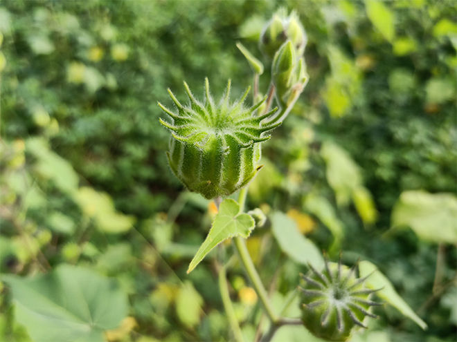 冬葵子为锦葵科一年生草本植物冬葵的成熟种子,冬葵子果实由7-9个小分