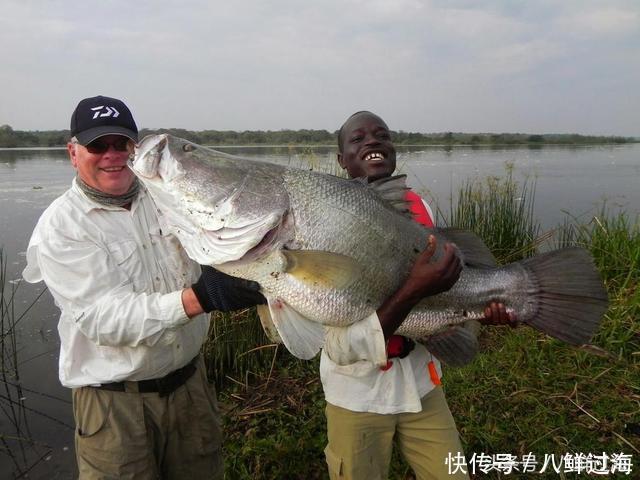 这种凶猛的非洲最大淡水鱼,入侵维多利亚湖致当地200多种鱼类灭绝!