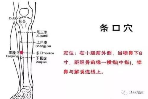功能作用:快速传输胃经的冷降水湿浊气,舒筋活络,理气和中,条口有疏风