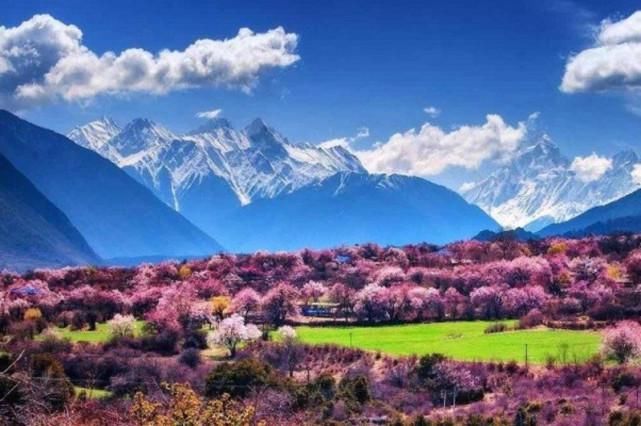 西藏林芝桃花节!春光在眼前,一起去看雪山下的桃花海!