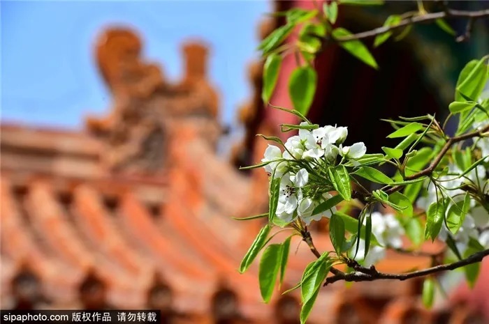 京城赏花!北京这几个地方梨花已开!花期不等人,快快约起来!