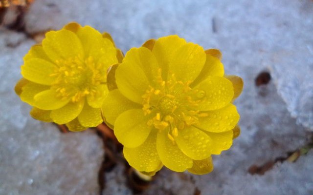 冰凌花 侧金盏花 雪莲花 福寿草 冰溜花图片 快资讯