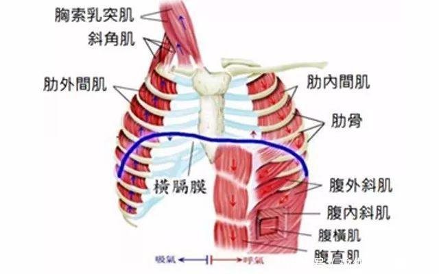 一文读懂瑜伽呼吸从在不在纠结是腹式呼吸还是胸式呼吸 快资讯