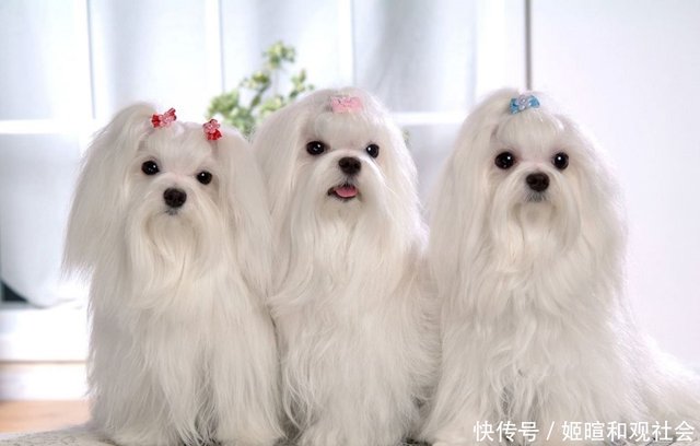 历经沧桑的美人 马尔济斯犬 快资讯