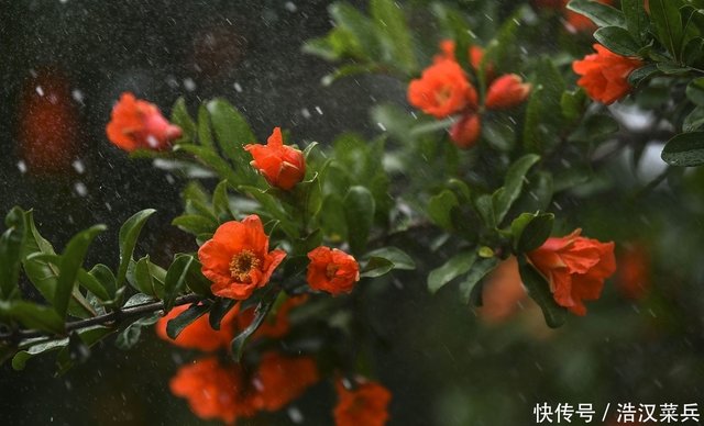 九首夏日清新诗词 晚花红片落庭莎 几回疏雨滴圆荷 快资讯