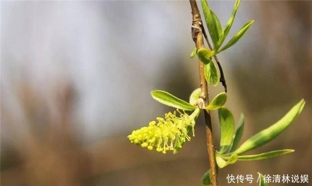 早春柳花黄7首 春风吹柳柳丝黄 雀啄江头黄柳花 快资讯 早春柳花黄7首 春风吹柳柳丝黄 雀啄江头黄柳花 快资讯