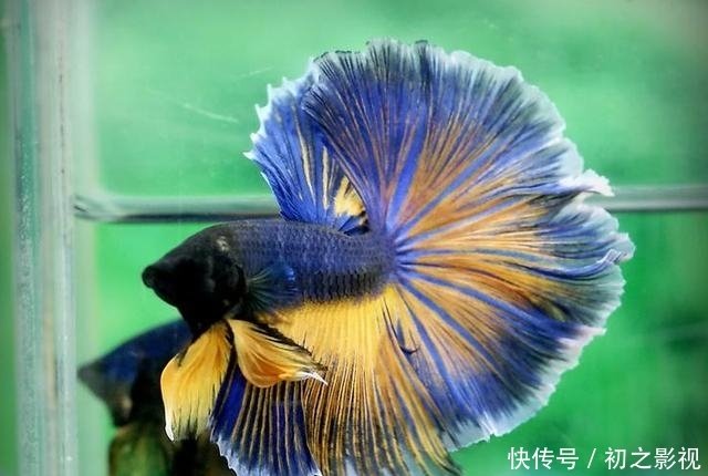 斗鱼寿命仅2年只能看1年 如何延长斗鱼展示期 请做好这4步 快资讯