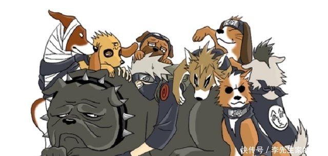 火影忍者 卡卡西八忍犬参上 这些狗狗的原型都是什么品种呢 快资讯 火影忍者 卡卡西八忍犬参上 这些狗狗的原型都是什么品种呢 快资讯