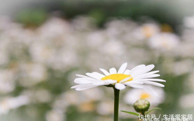 雏菊 简单而清纯 却有着让每个生命都去期待的美丽与力量 快资讯