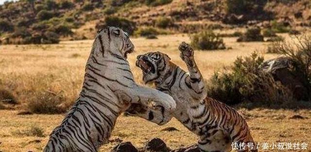 为什么东北虎体型比孟加拉虎大 但打不过孟加拉虎 快资讯 为什么东北虎体型比孟加拉虎大 但打不过孟加拉虎 快资讯
