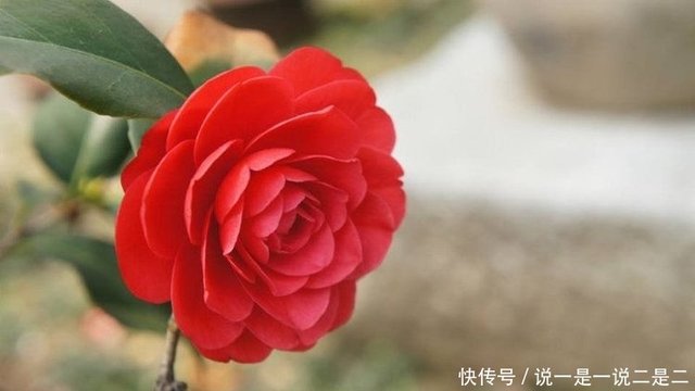 喜欢养花 不如养盆蝴蝶草 有枝必有花 花多易爆盆 快资讯