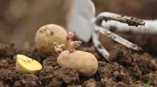 用麻袋栽种土豆盆栽 找些长小芽的土豆栽种 过三个月就能收获 快资讯