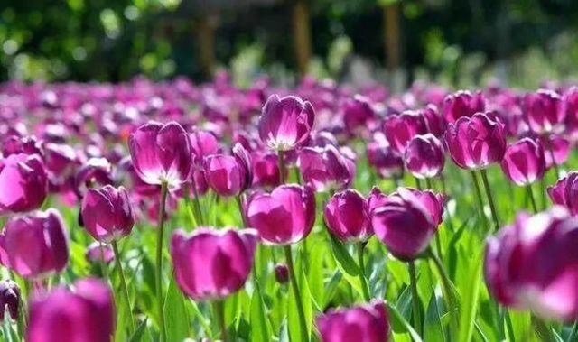 蓝紫色系植物 尊享高贵典雅浪漫的视觉盛宴 快资讯