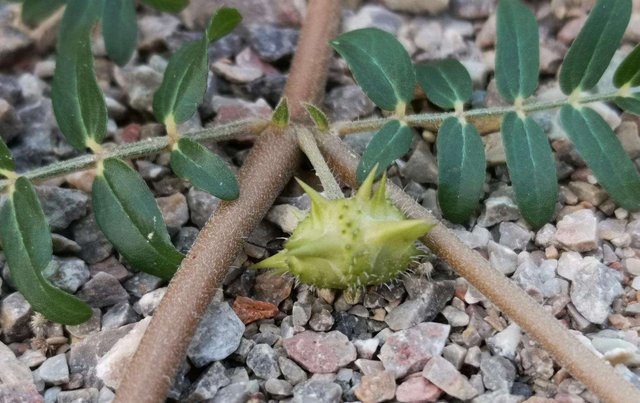 农民过去看不起这种植物 其实它的价值很高 只是农民不知道 快资讯