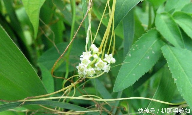 如果你是菟丝花小番外 搜狗搜索