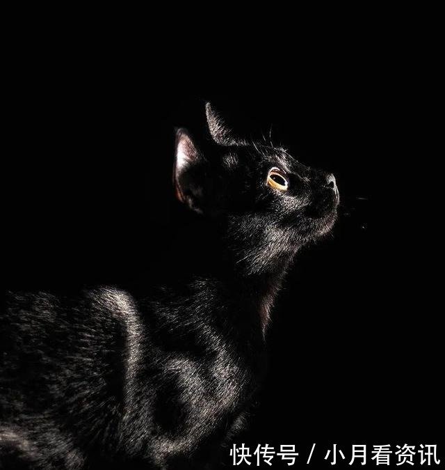 小黑豹 孟买猫我可不是一般的黑猫 快资讯 小黑豹 孟买猫我可不是一般的黑猫 快资讯