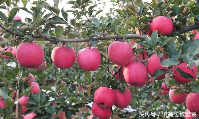 苹果古代叫柰 林檎 頻婆果等 其历史演变过程非常有趣 快资讯 苹果古代叫柰 林檎 頻婆果等 其历史演变过程非常有趣 快资讯