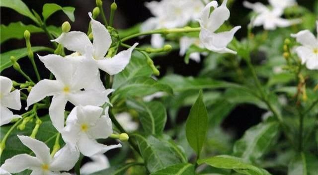 风车茉莉开花了 一朵朵白色的小花 花型就像小小的风车 快资讯