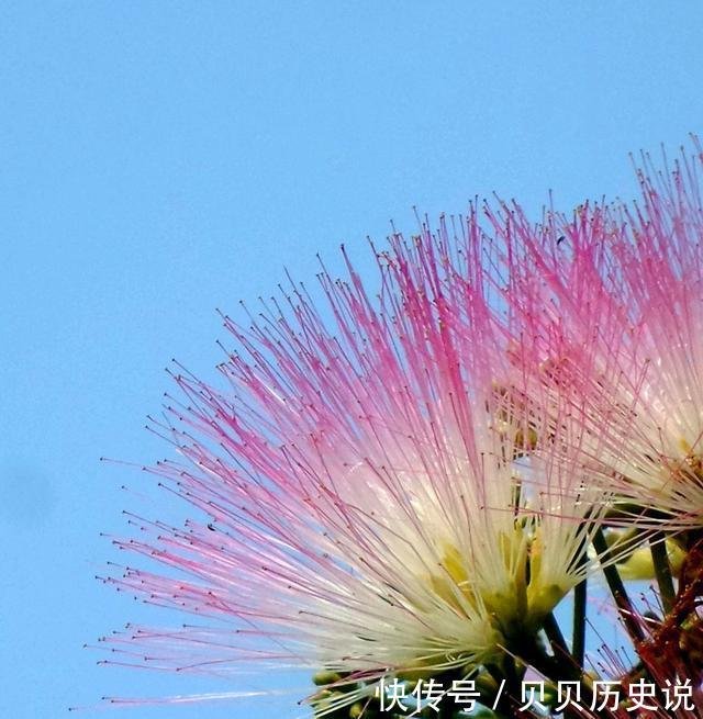 没想到豆科植物开花会这么美 这种植物还有着夫妻好合的寓意 快资讯