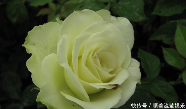 与众不同的玫瑰花 名字叫做绿柠檬 开花如绿色精灵灵动可爱 快资讯