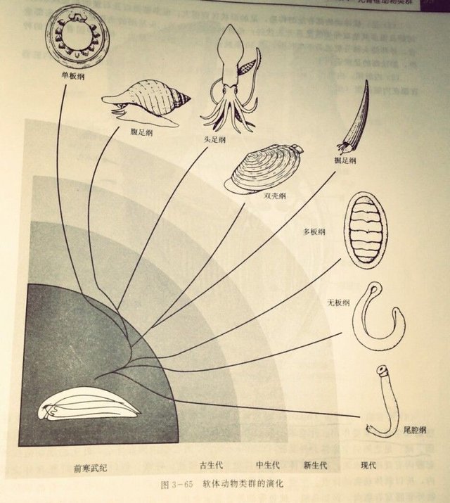 动物志 真体腔不分节动物之软体动物门 快资讯