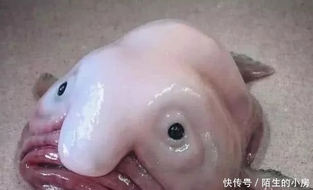 这种鱼长相丑陋不好吃,但还是因为人类而陷入濒危,原因让人痛心- 快资讯