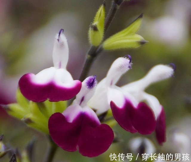花朵像红润嘴唇的樱桃鼠尾草 叶子可做香包 花朵散发樱桃香味 快资讯