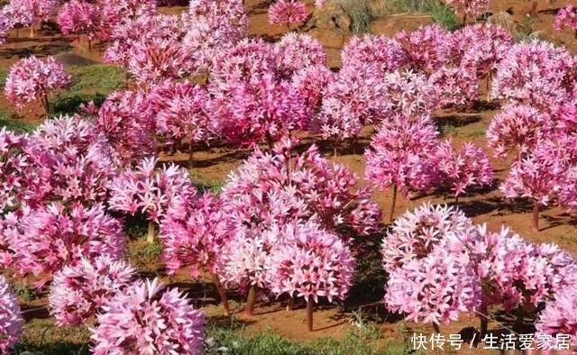 灯台百合 花开比足球大 壮观又好养 简单易爆盆 谁养谁上瘾 快资讯 灯台百合 花开比足球大 壮观又好养 简单易爆盆 谁养谁上瘾 快资讯