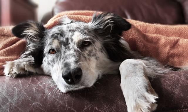 老年犬离去不一定是自然死亡 可能是心脏病致死 特别是小型犬 快资讯