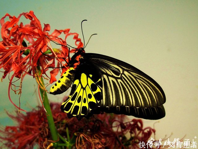 国内体型最大 的金裳凤蝶羽化啦明明拿了 大女主 剧本 硬是要演成 小作精 快资讯