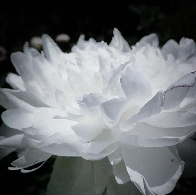 听过白芍 但是你见过白色芍药花吗 花卉界的花仙绝非浪得虚名 快资讯