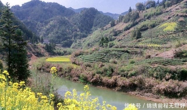 6种 最香 的野菜 常误认是田间杂草 殊不知价值非常高 快资讯 6种 最香 的野菜 常误认是田间杂草 殊不知价值非常高 快资讯