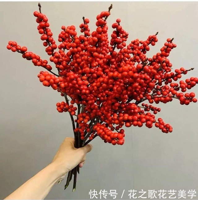 花材分享 花艺界的 爱马仕 北美冬青 快资讯 花材分享 花艺界的 爱马仕 北美冬青 快资讯