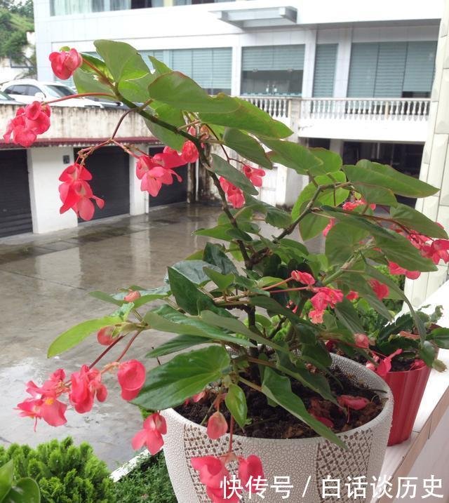 花期最长的盆栽花 一年四季花不断 被誉为开花机器 很值得拥有 快资讯