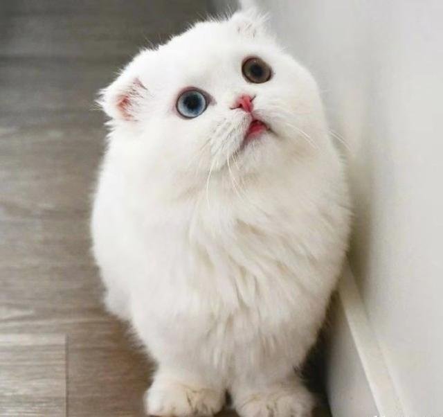 实力圈粉的 鸳鸯眼 白猫 原来是因为生病了 长知识了 快资讯 实力圈粉的 鸳鸯眼 白猫 原来是因为生病了 长知识了 快资讯