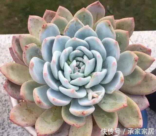 景天科多肉芙蓉雪莲 盆栽把握好3点 茎叶色泽艳丽又饱满 快资讯 景天科多肉芙蓉雪莲 盆栽把握好3点 茎叶色泽艳丽又饱满 快资讯
