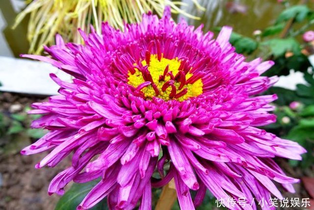 喜欢养花 不如养四款珍稀名菊 似彩凤飘舞 舞魅高雅 快资讯