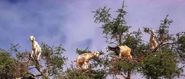 植物界的 食羊草 不但吞噬羊类 还容易自燃 快资讯 植物界的 食羊草 不但吞噬羊类 还容易自燃 快资讯