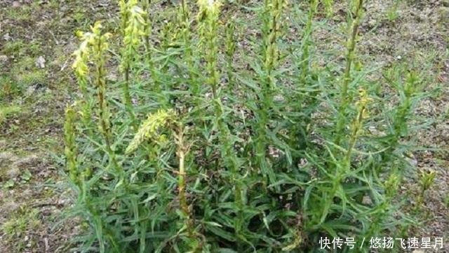 乡下1杂草 饥荒时人们作野菜 却忽略真正价值 药效非凡是极品 快资讯 乡下1杂草 饥荒时人们作野菜 却忽略真正价值 药效非凡是极品 快资讯