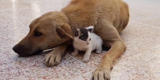 狗狗也会死产吗 如果幼犬胎死腹中 主人该怎么处理以及避免 快资讯