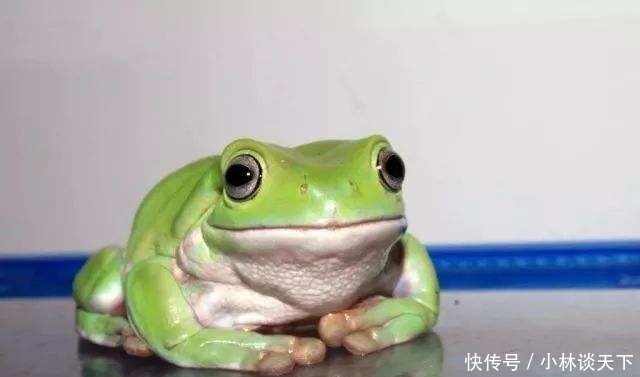 世界上最可爱的青蛙 体形肥硕受人喜爱 寿命高达16年 快资讯